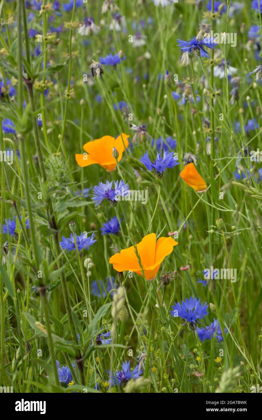 upright image of some orange poppy flowers (papaver rhoeas) standing in a field amid blue cornflower blossoms Stock Photo