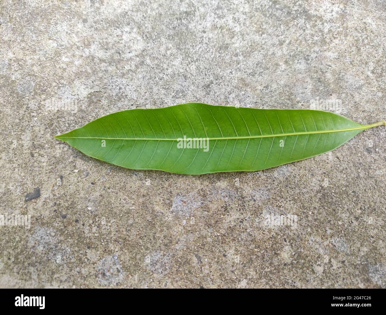 Closeup of Common mango (Mangifera indica) leaf on the ground Stock