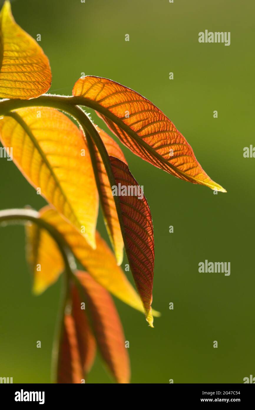 upright image of the fresh leaves on the branch of a walnut tree brightened by the afternoon sunlight in front of a green background Stock Photo