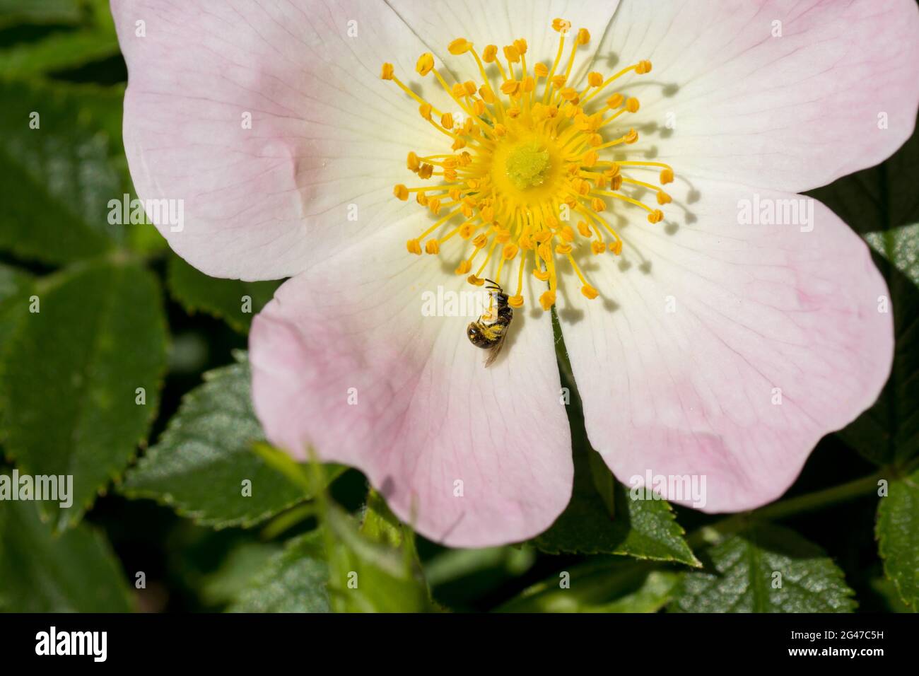 Pollen sacs hi-res stock photography and images - Alamy