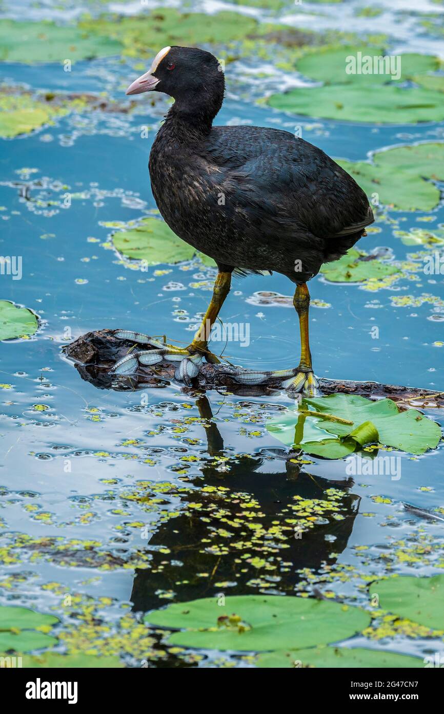 Coot balancing on a floating branch. Stock Photo
