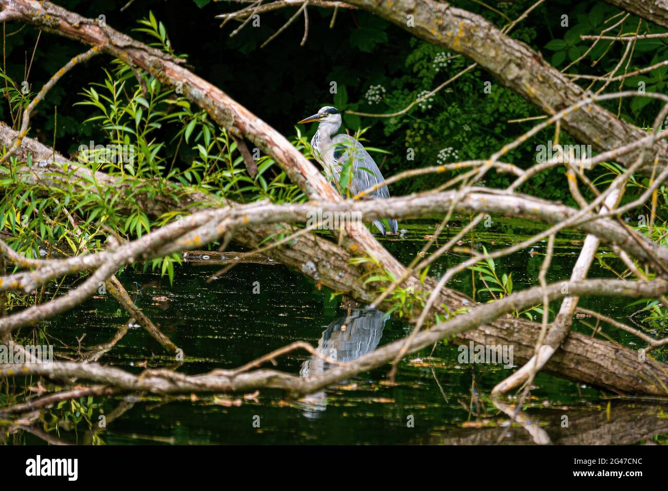 Grey heron. Stock Photo