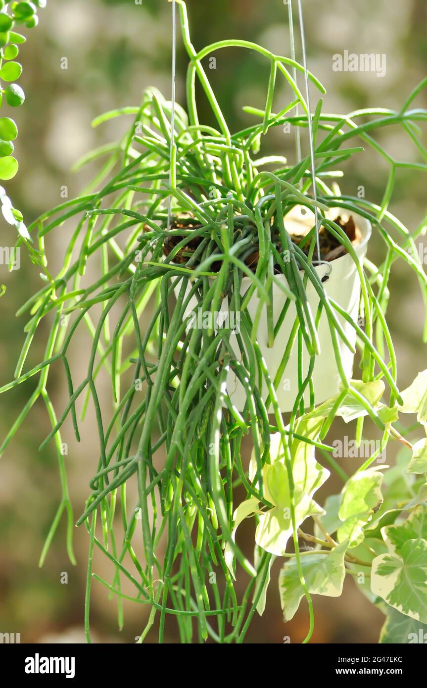 Rhipsalis, Rhipsalis baccifera and Dischidia nummularia Variegatege plant Stock Photo