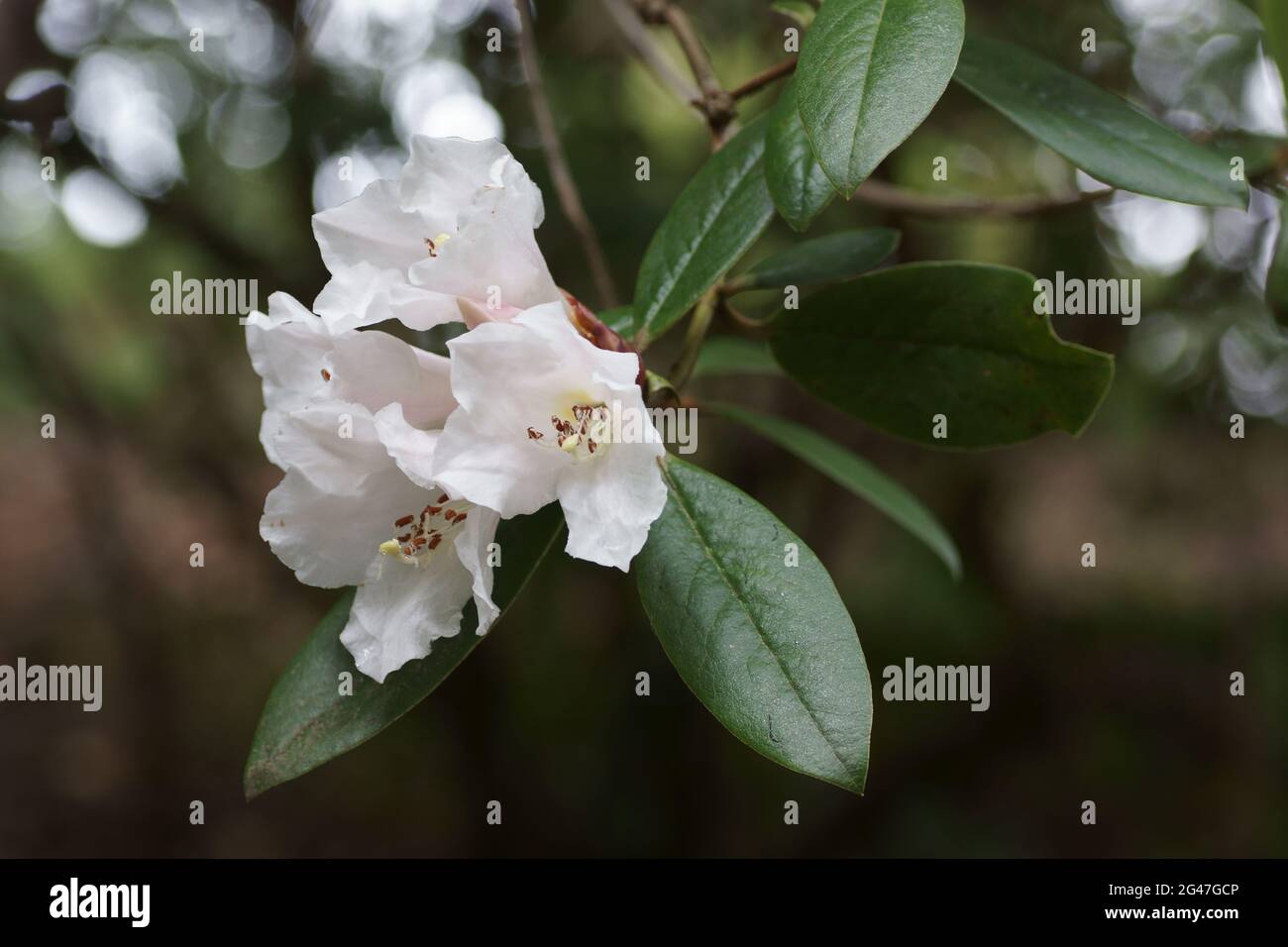 Rhododendron 'Fragrantissimum' Stock Photo