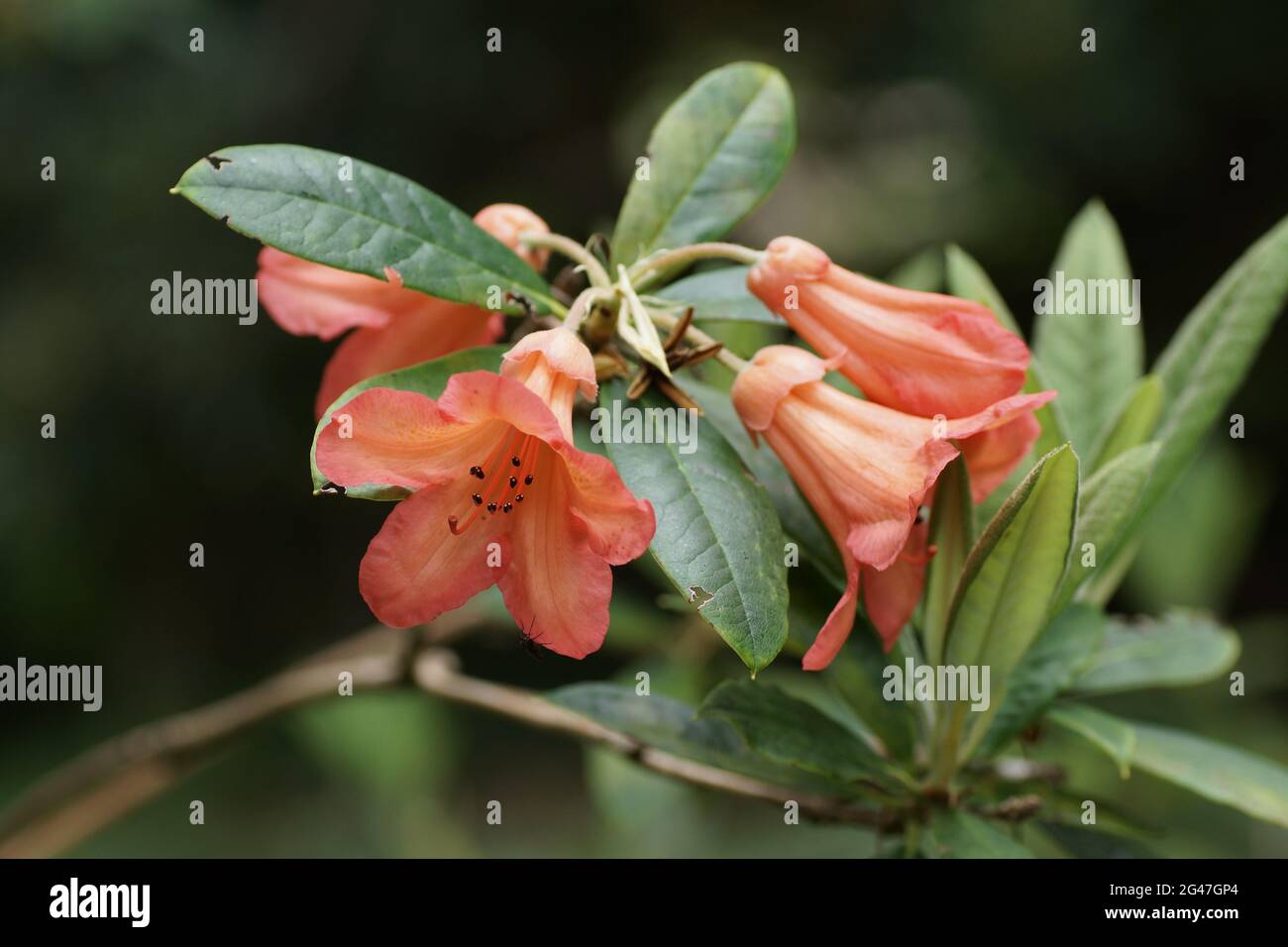 Rhododendron 'Fabia' Stock Photo