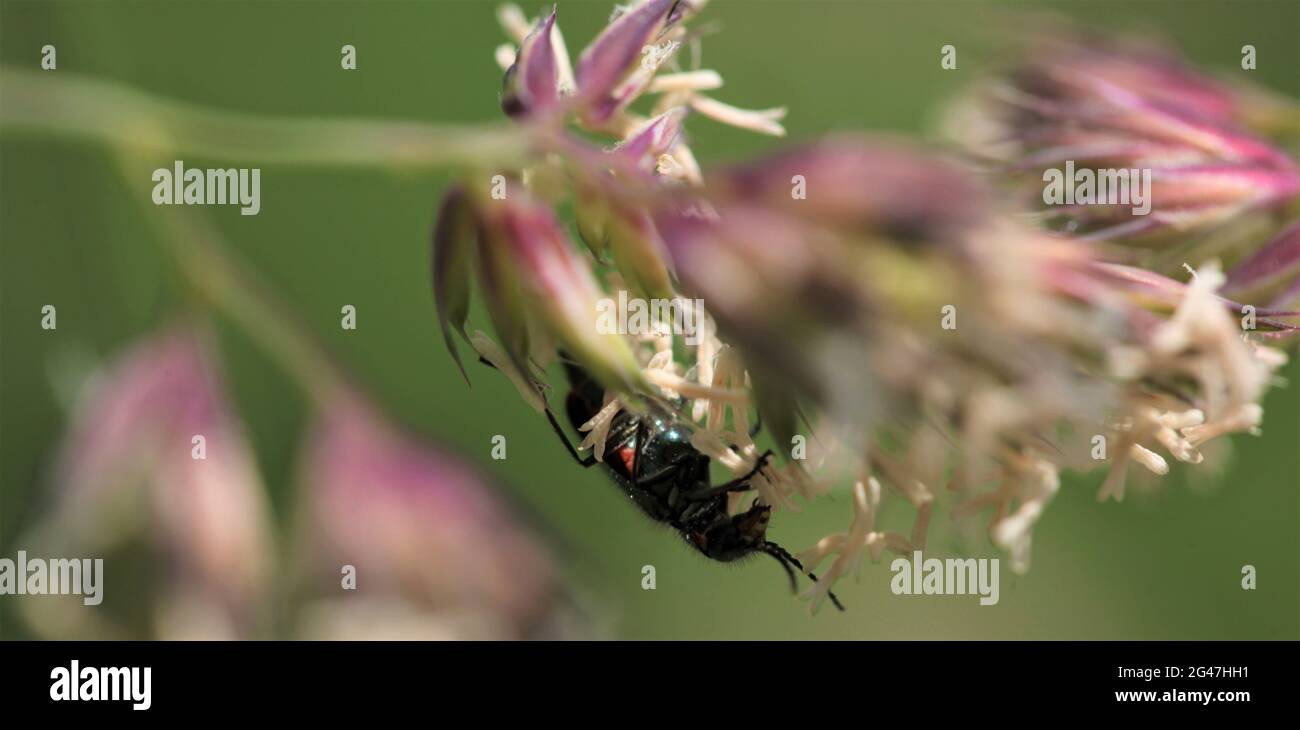 Natural World / Nature - National Insect Week - Close-up of a Common Malachite Beetle / Malachius bipustulatus as it crawls underneath plant foliage Stock Photo