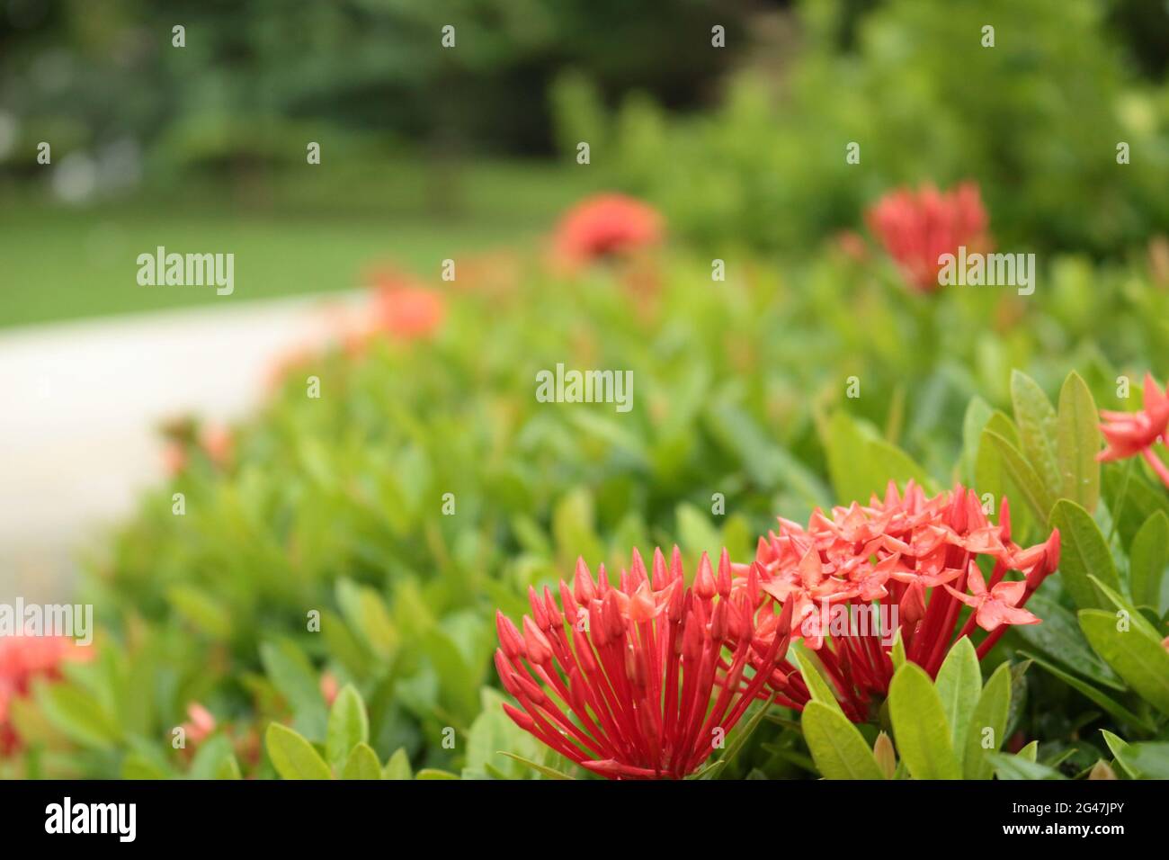Beautiful red West Indian Jasmine (Ixora) flowers in the garden on a sunny day Stock Photo