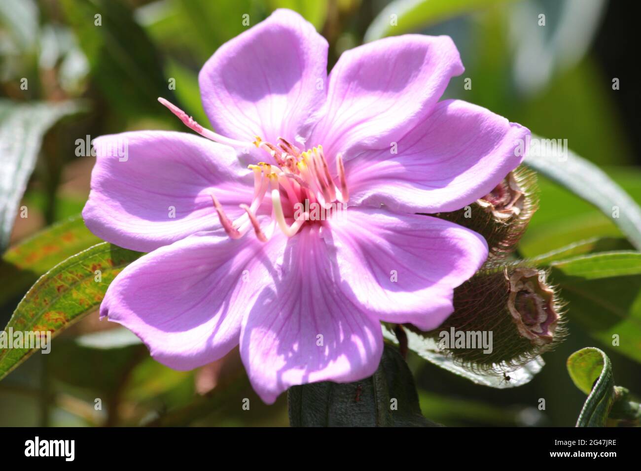 Closeup shot of Tibouchina tropical flowering plant in the sunshine Stock Photo