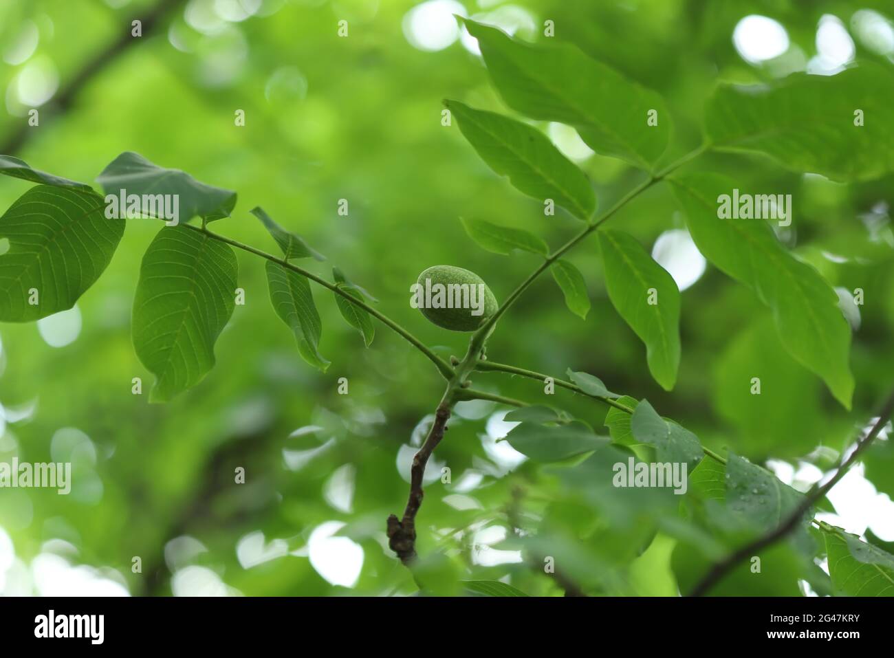 Green leaves on the walnut tree Stock Photo