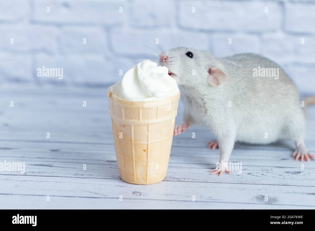 A cute rat sits next to a waffle cup with white ice cream. The rodent ...