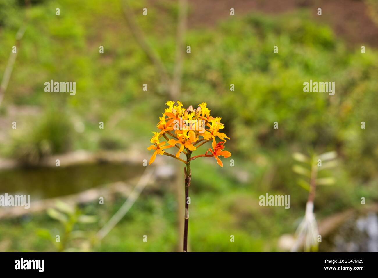 Epidendrum flower in a field Stock Photo
