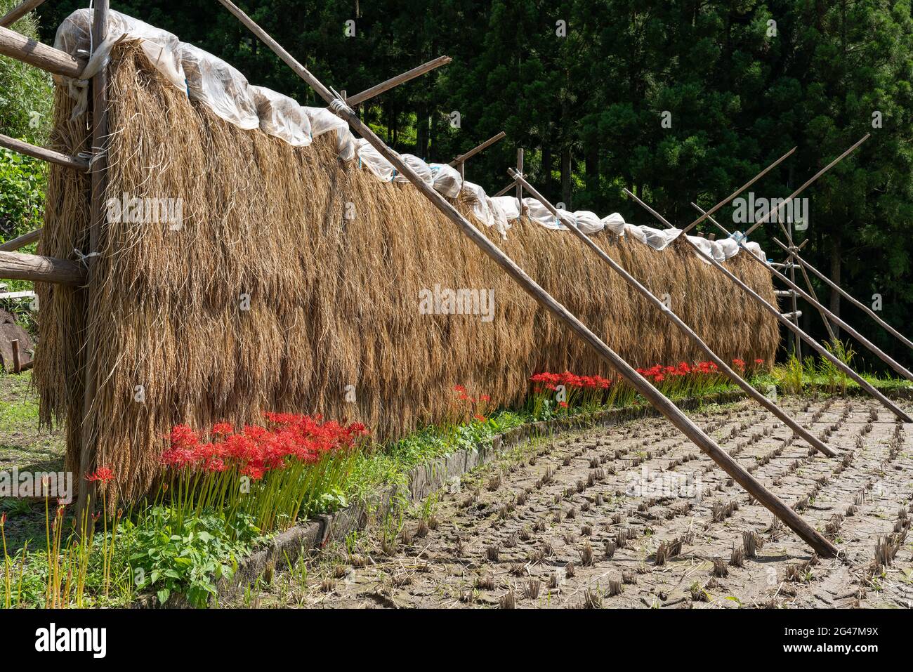 Sun-drying rice stalks with spider lily at Yoysuya Rice Terrace in Aichi, Japan. Stock Photo