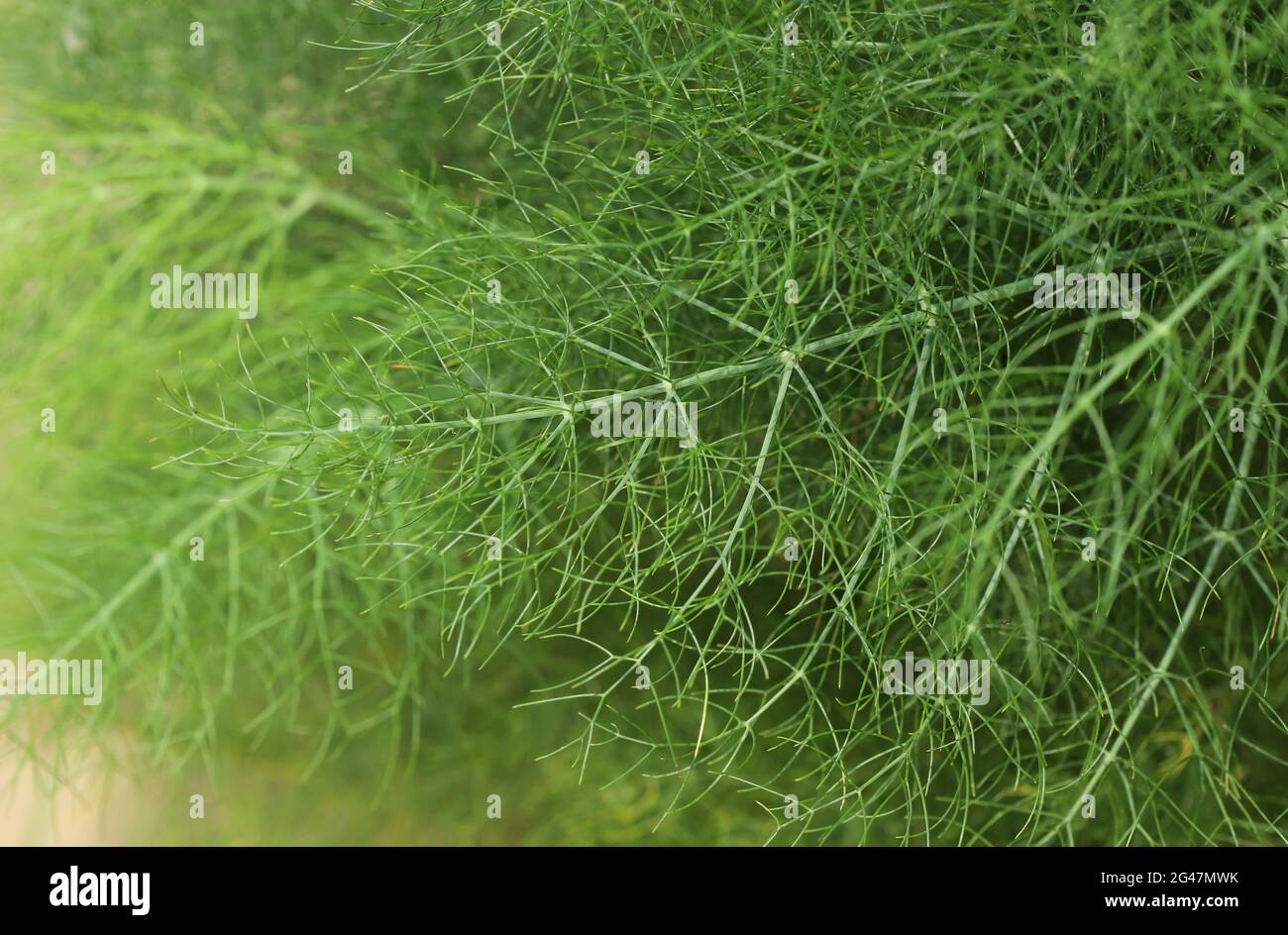 Close up of dill plant, Anethum graveolens Stock Photo - Alamy