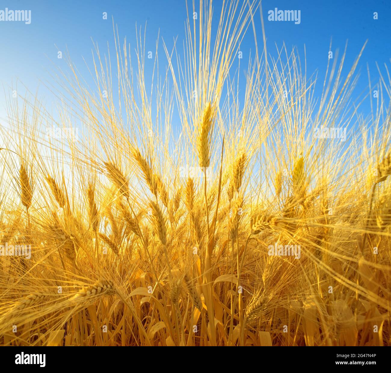 Dramatic closeup on wheat field with ripe golden spikes, wide angle perspective Stock Photo