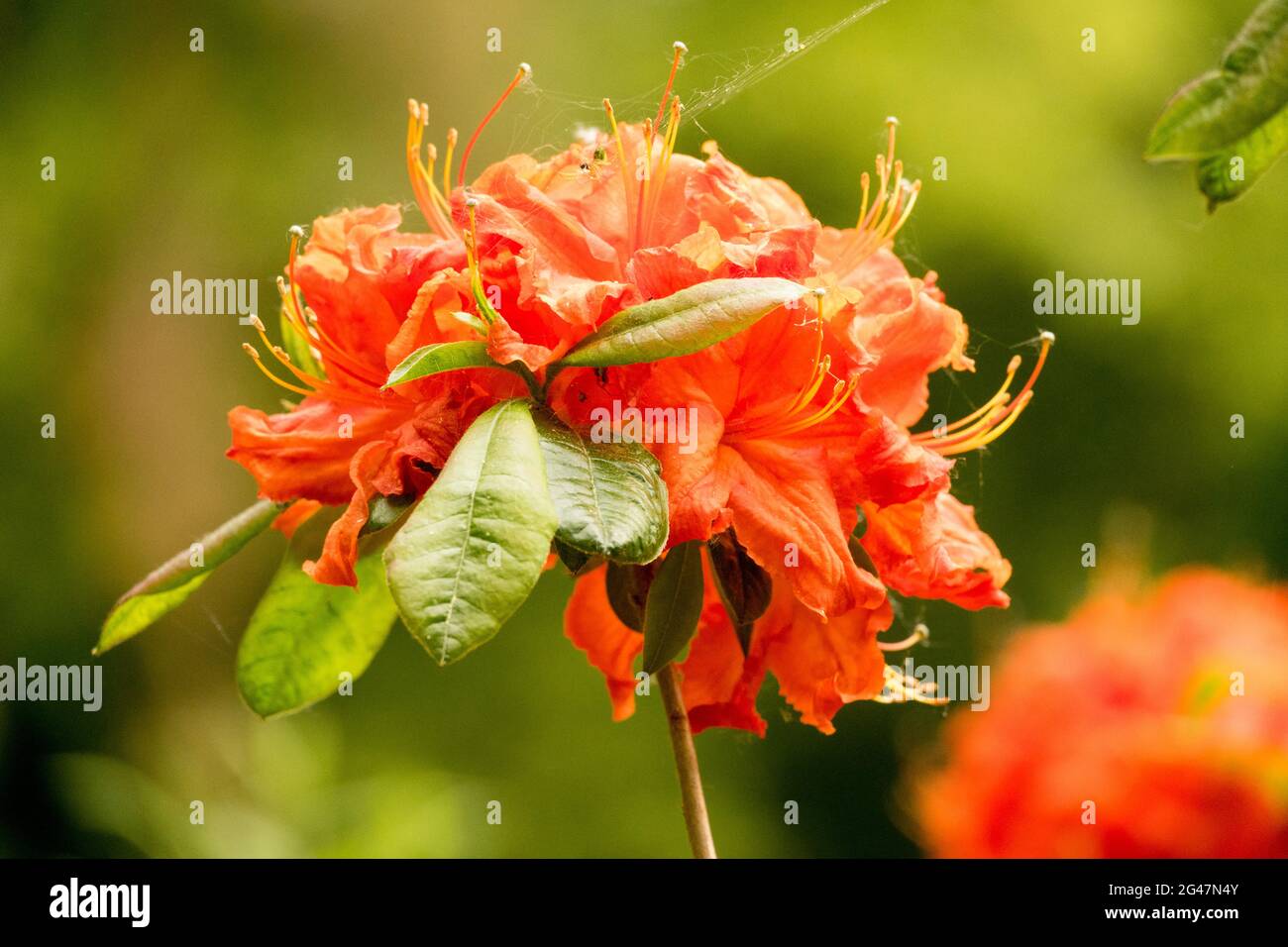 Orange Rhododendron Royal Command flower Stock Photo