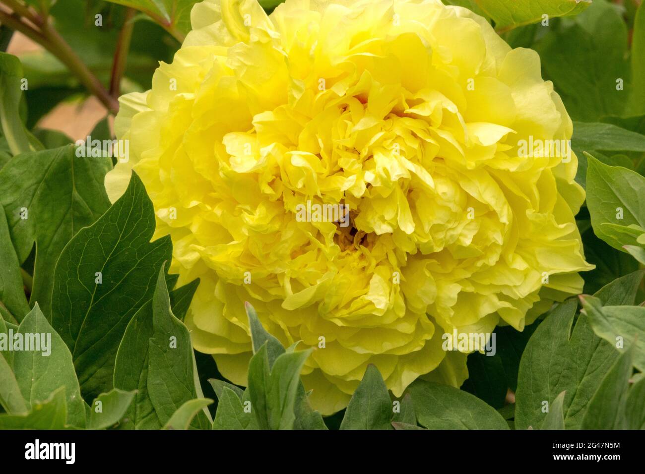 Itoh Peony 'Yellow Crown' yellow flower Paeonia Intersectional Peonies Stock Photo