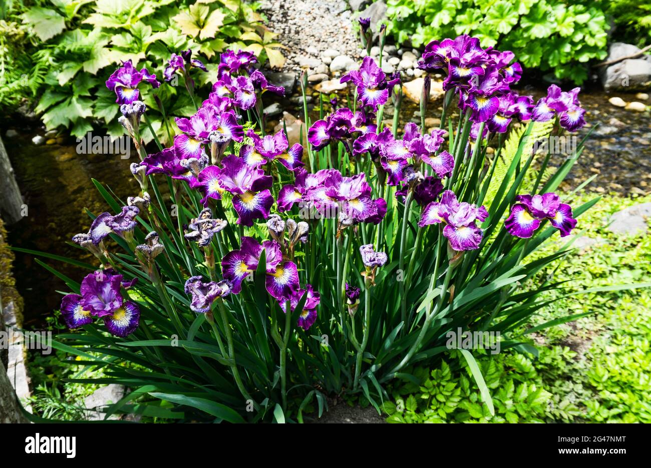 Brilliant purple iris flowers at a garden in Seatac, Washington. Stock Photo
