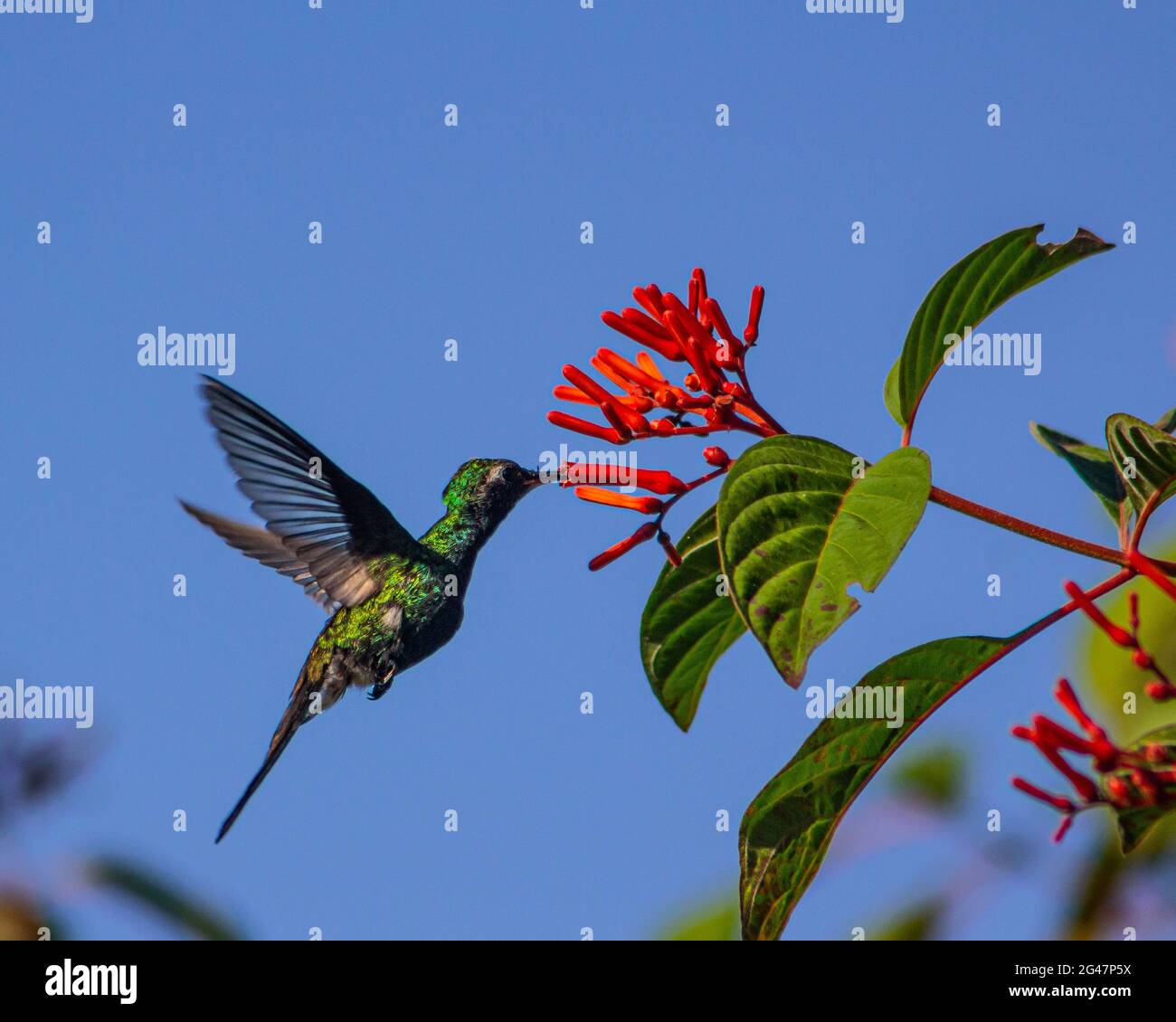 Closeup shot of a flying Sword-billed hummingbird approaching a flower Stock Photo