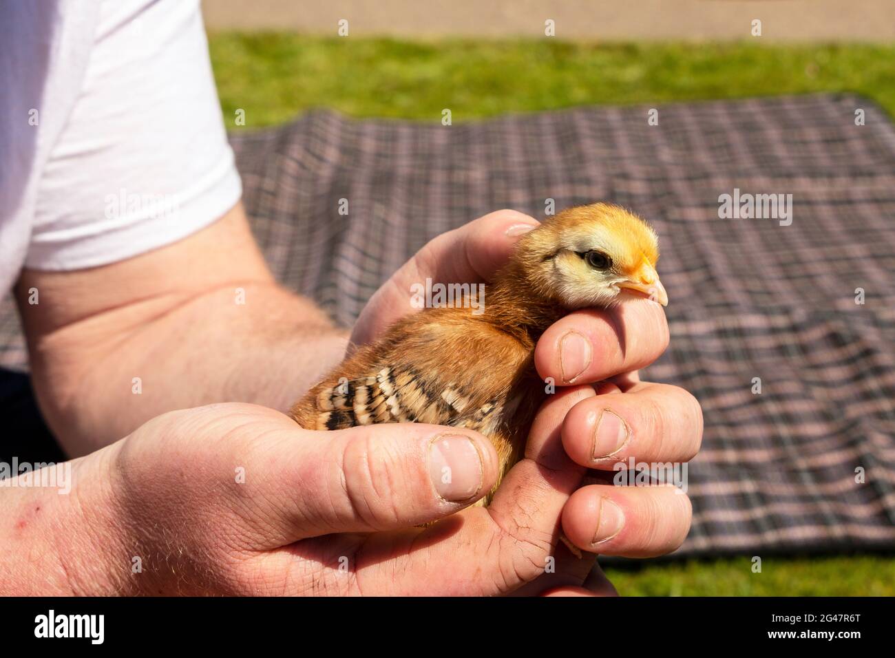 close up of man holding young baby chick in hands Stock Photo