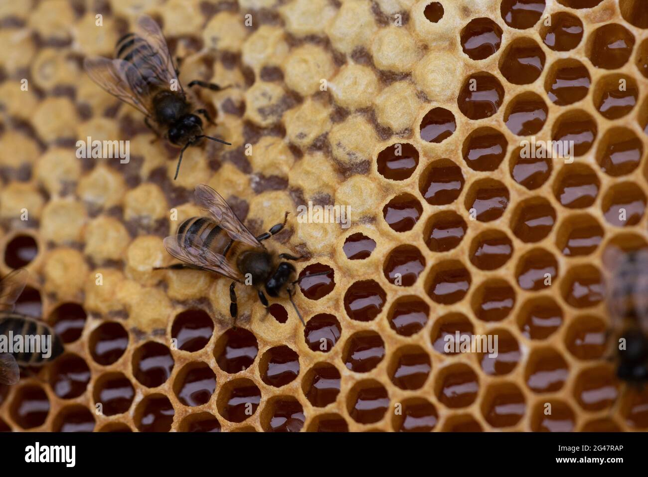 Honey bees (Apis mellifera) capping honeycomb Stock Photo - Alamy