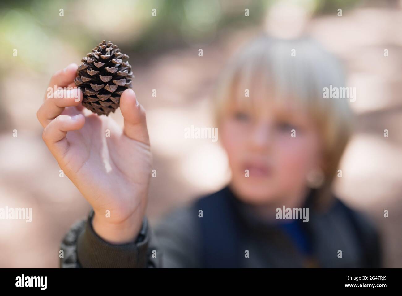 Boy holding pine cone in forest Stock Photo