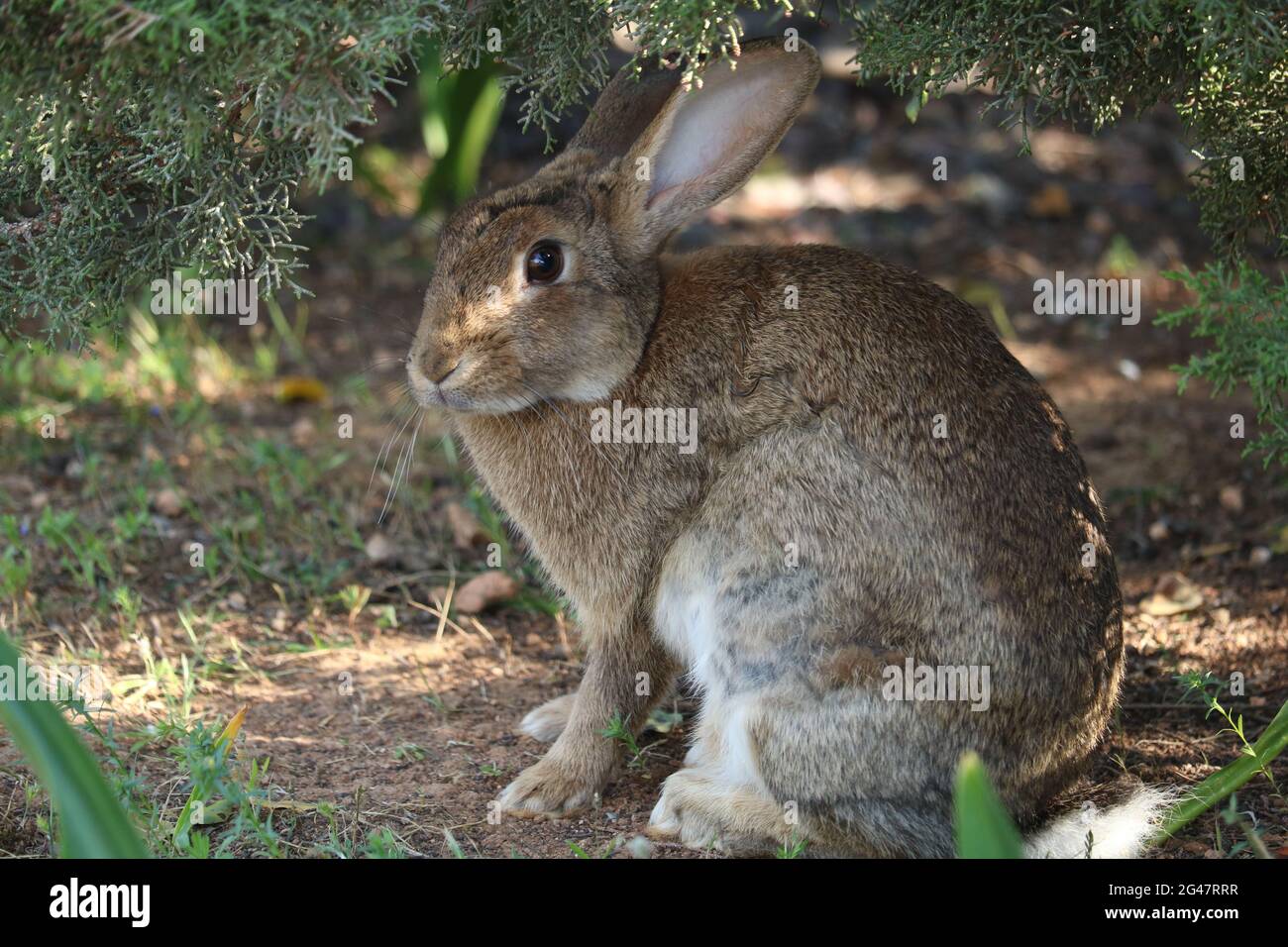 Rabbit at Paphos Zoo, Cyprus Stock Photo Alamy