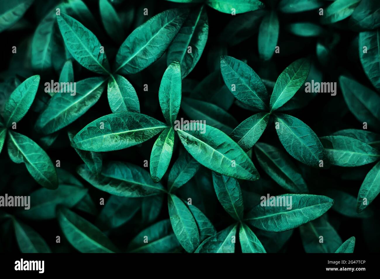 Background of emerald glossy lush leaves in the evening twilight. Top view  of the foliage. Ecology and nature Stock Photo - Alamy
