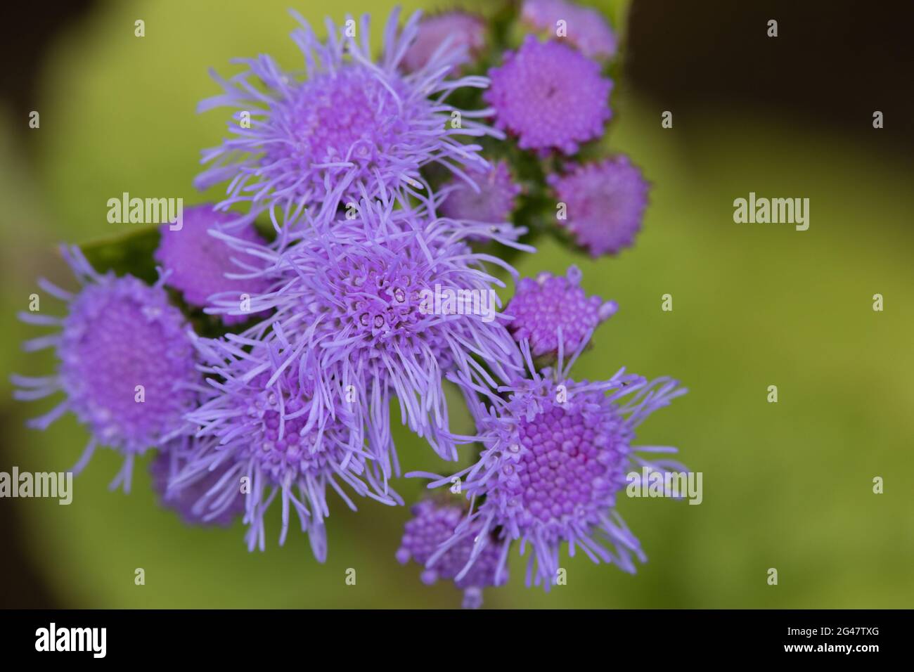 Ageratum Blue Mink Stock Photo - Alamy