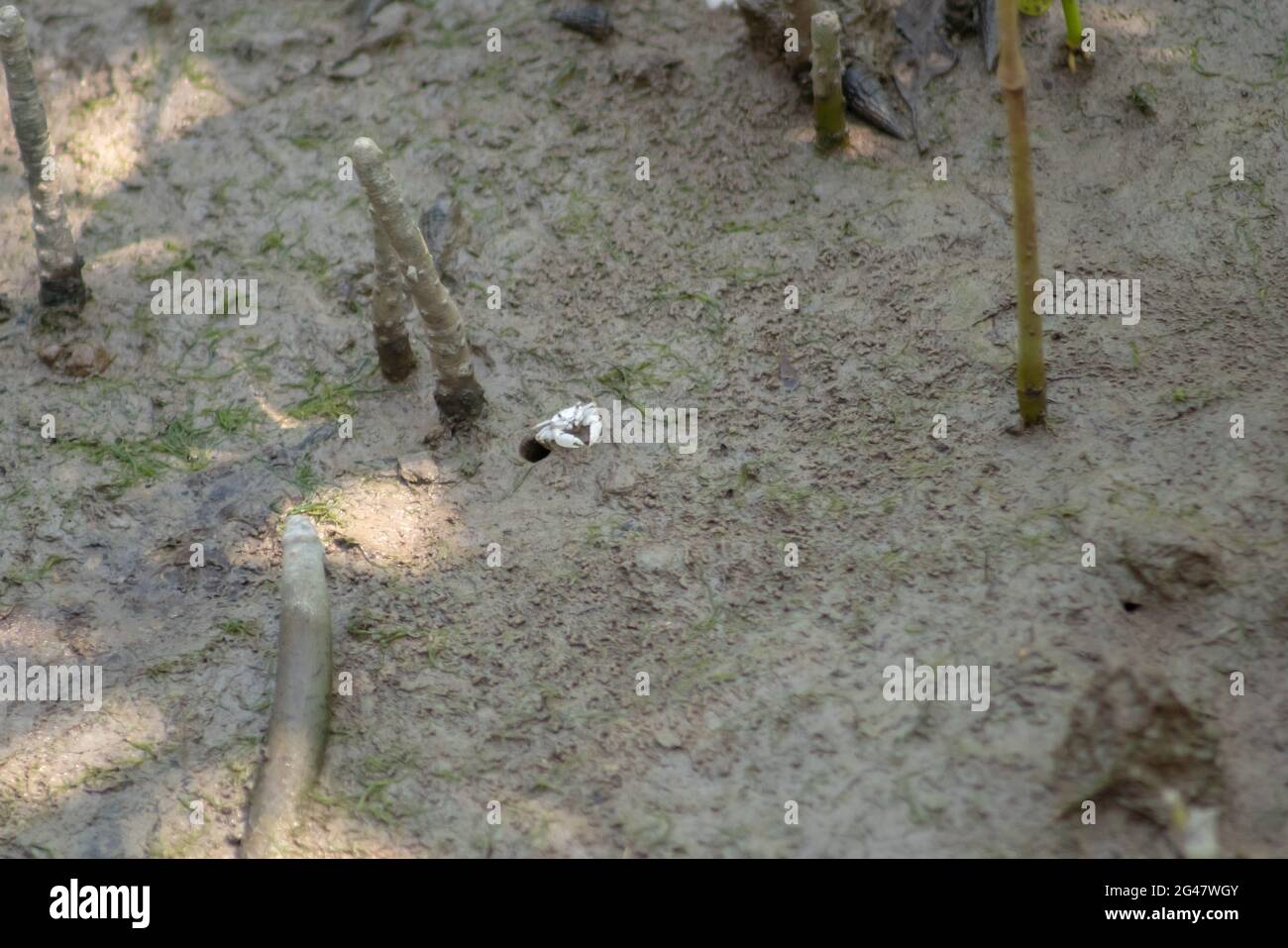 A small white crab called White Semaphore Crab(Ilyoplax delsmani) on the mudflats in mangrove forest, Tanjung Piai Rainforest, Malaysia Stock Photo