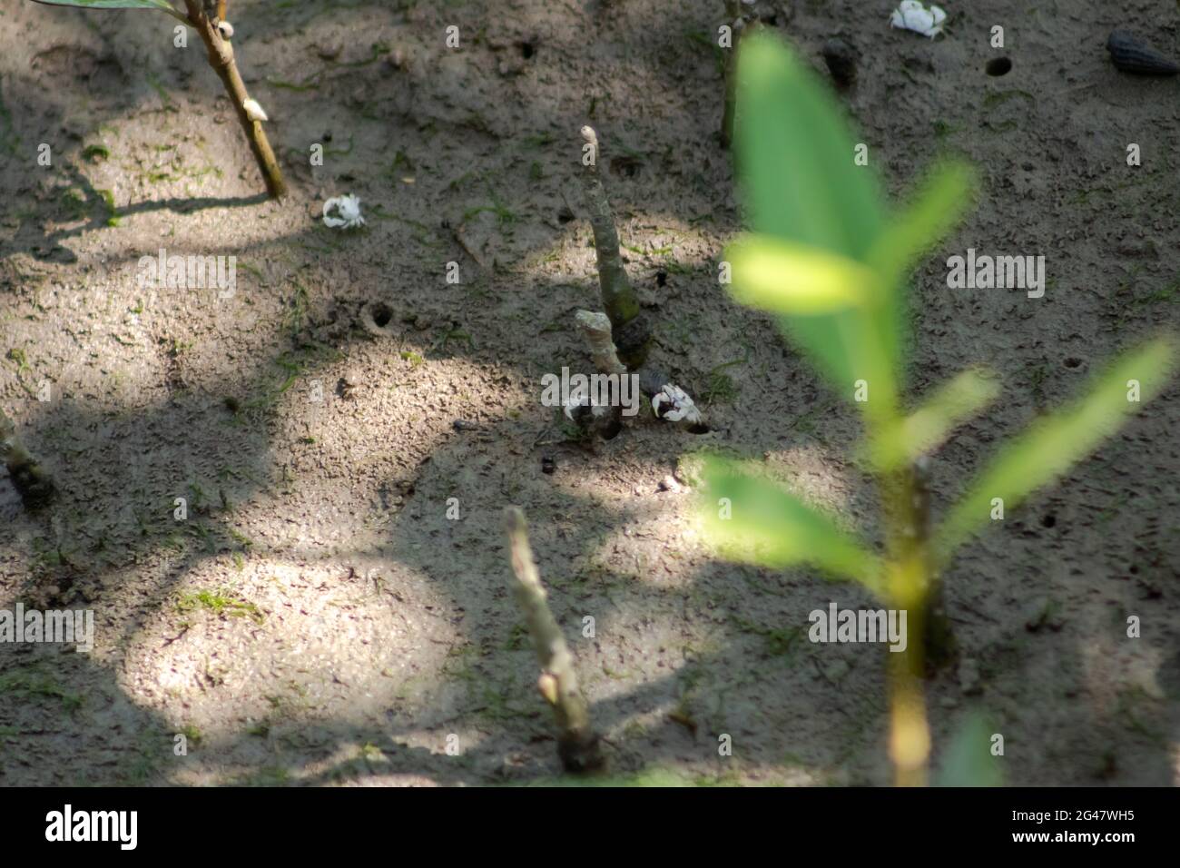 A small white crab called White Semaphore Crab(Ilyoplax delsmani) on the mudflats in mangrove forest, Tanjung Piai Rainforest, Malaysia Stock Photo