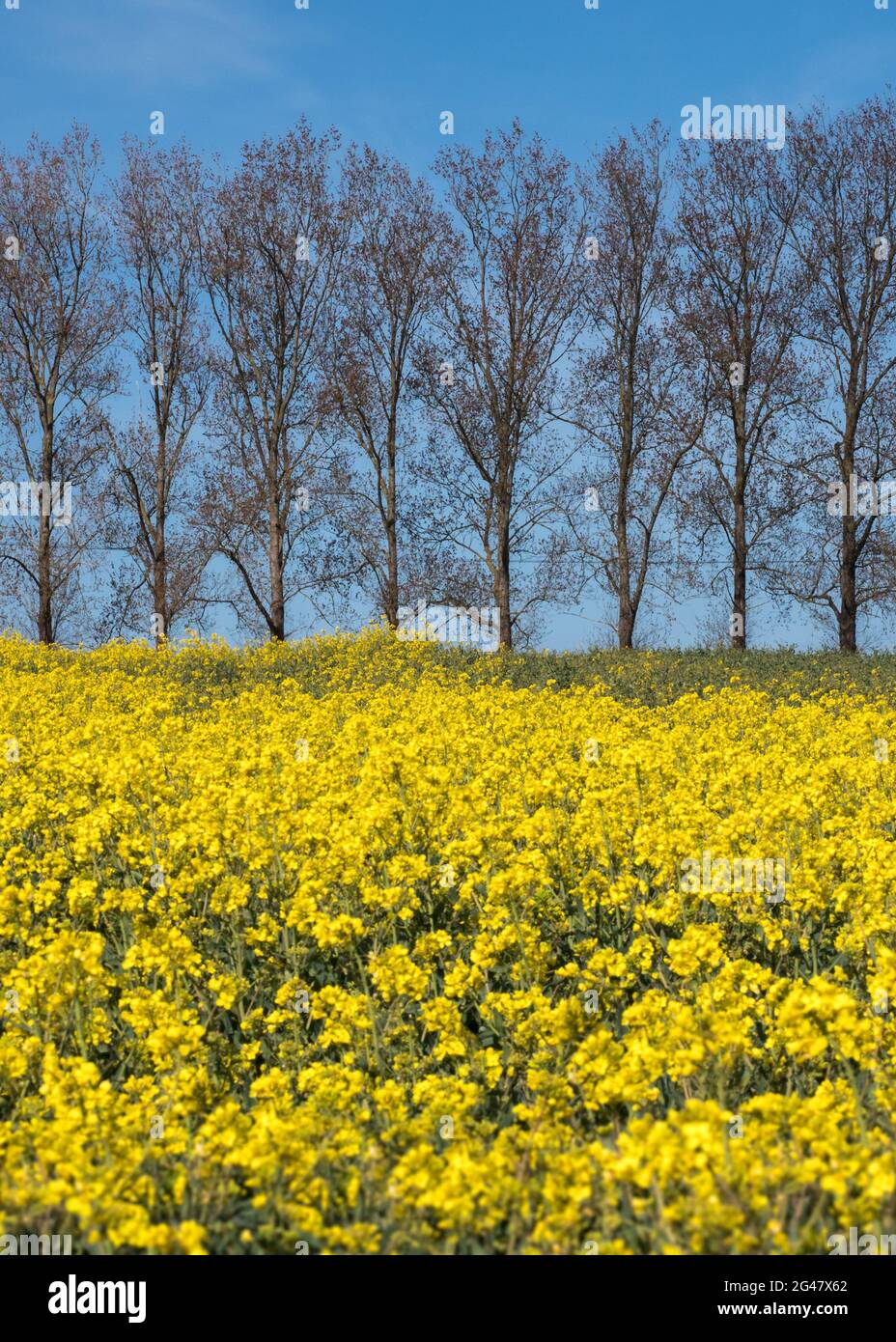 yellow field of rapeseed with line pattern geometry symmetry repetition row of poplar trees in background under clear blue sky Stock Photo
