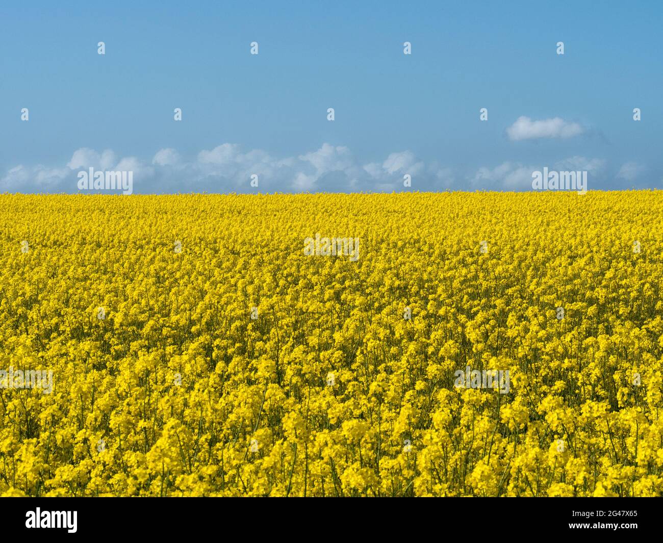 vast rapeseed field under a thin layer fluffy small cumulus cloud clouds in  blue sky Stock Photo