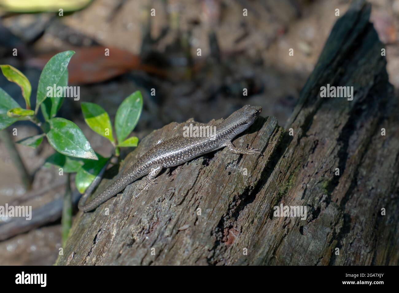 Close up Common Sun Skink (Eutropis multifasciata) was sunbathing on wood in mudflat mangrove forest at Tanjung Piai National Park, Malaysia Stock Photo