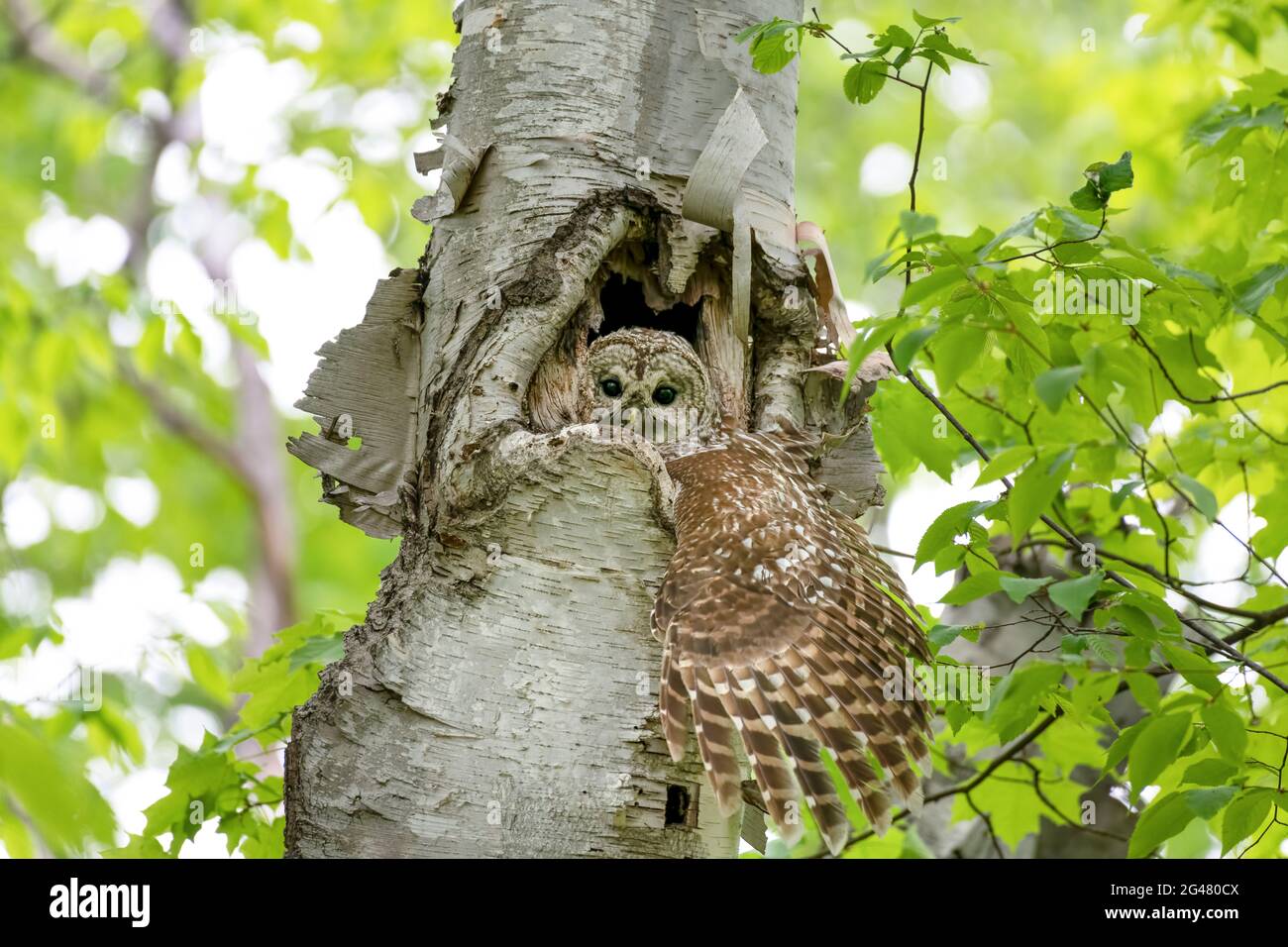 Barred owl in her nest inside a tree, looking out with one large wing stretched out of the nest. Her two owlets are underneath her in the tree cavity. Stock Photo