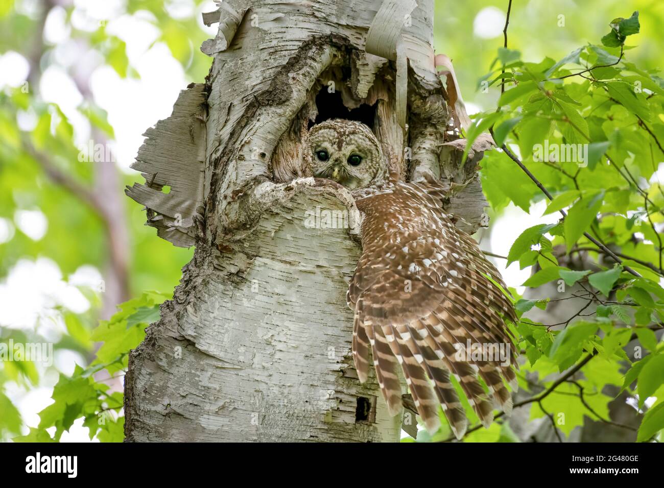 Barred owl in her nest inside a tree, looking out with one large wing stretched out of the nest. Her two owlets are underneath her in the tree cavity. Stock Photo