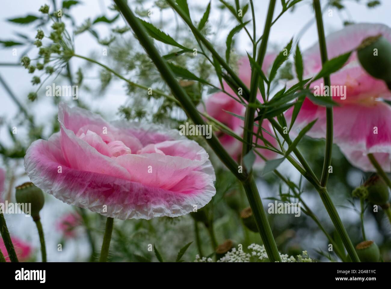 Colourful Wild Flowers Including Pink Poppies And Cow Parsely On A 