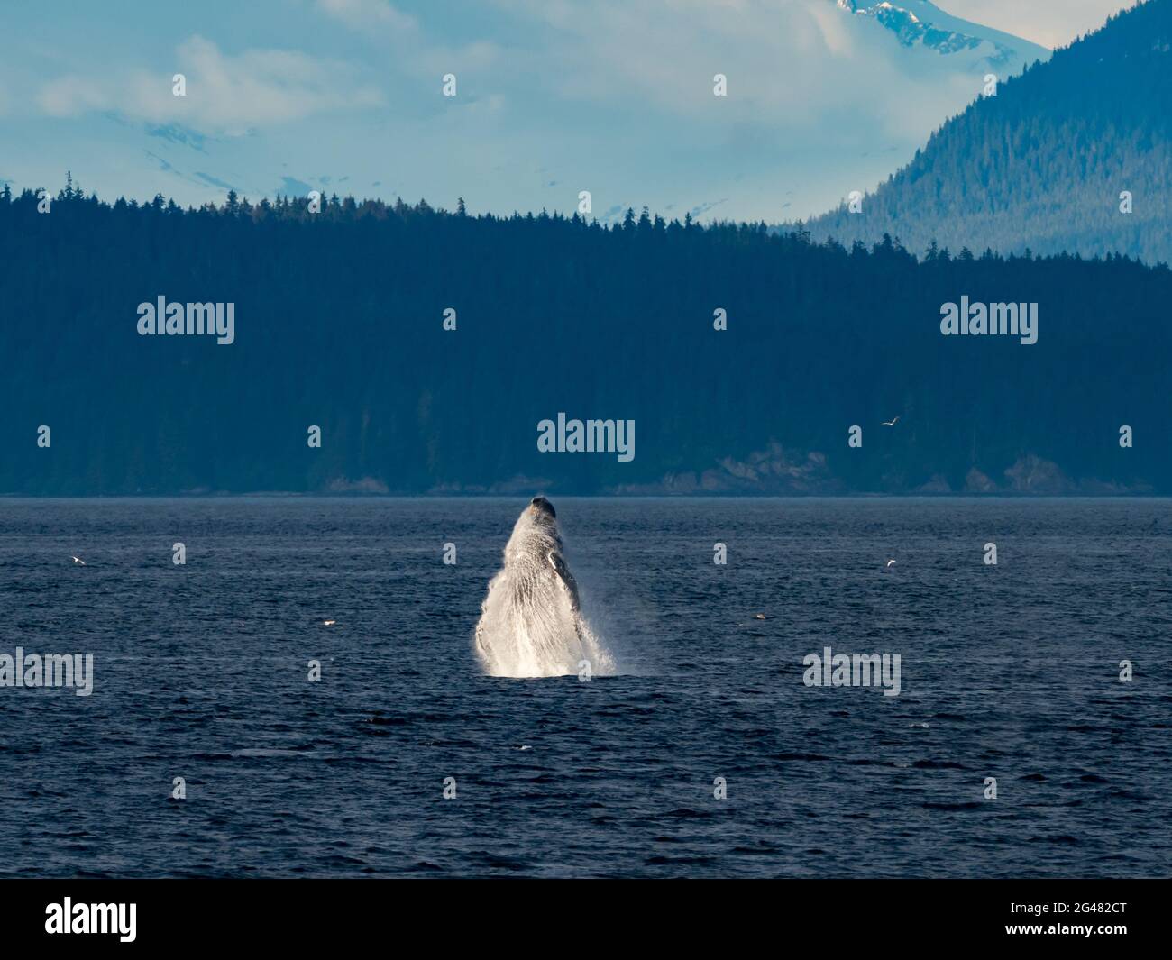 A Humpback Whale, Megaptera novaeangliae, breaching in Chatham Strait in Southeast Alaska, USA Stock Photo