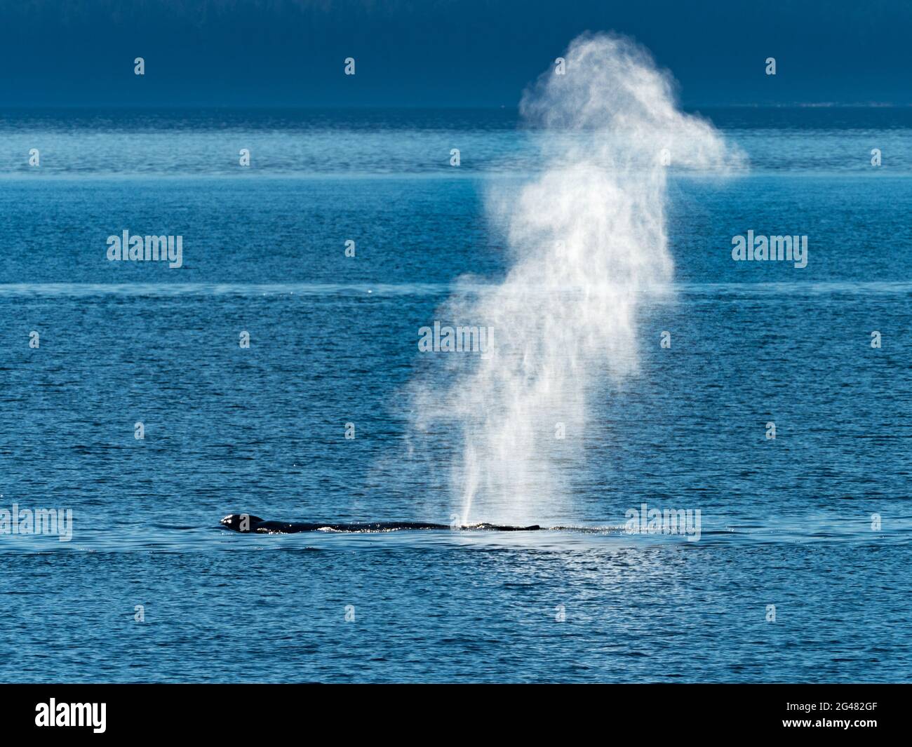 A Humpback Whale, Megaptera novaeangliae, with a backlit blow in Southeast Alaska, USA Stock Photo