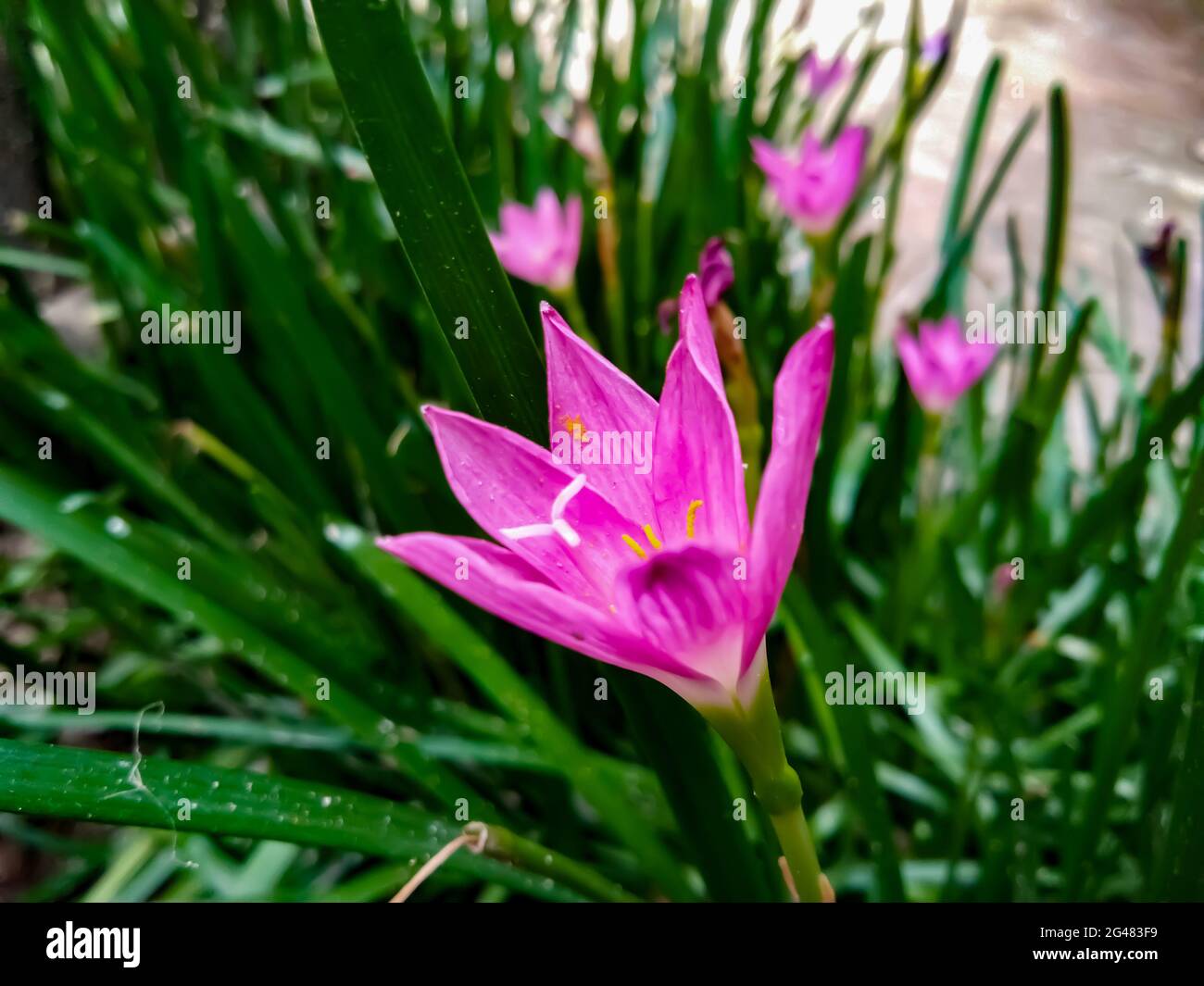 Purple flower of a rosy rain lily growing in the garden Stock Photo