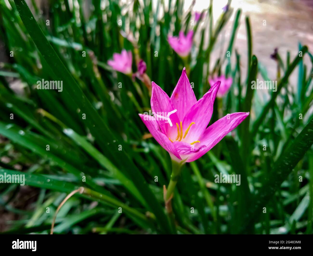 Closeup of a Cuban zephyrlily growing in the garden Stock Photo