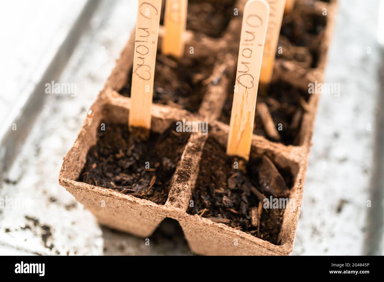 Planting seeds into peat moss pots to start an indoor vegetable garden Stock Photo Alamy