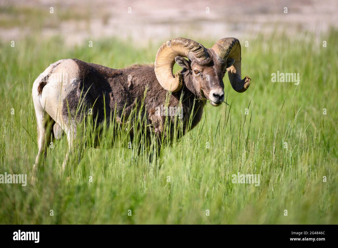 Bighorn sheep ram grazing in Badlands National Park, South Dakota. Stock Photo