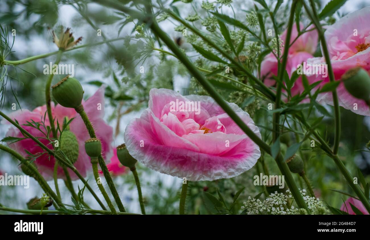 Colourful Wild Flowers Including Pink Poppies And Cow Parsely On A 