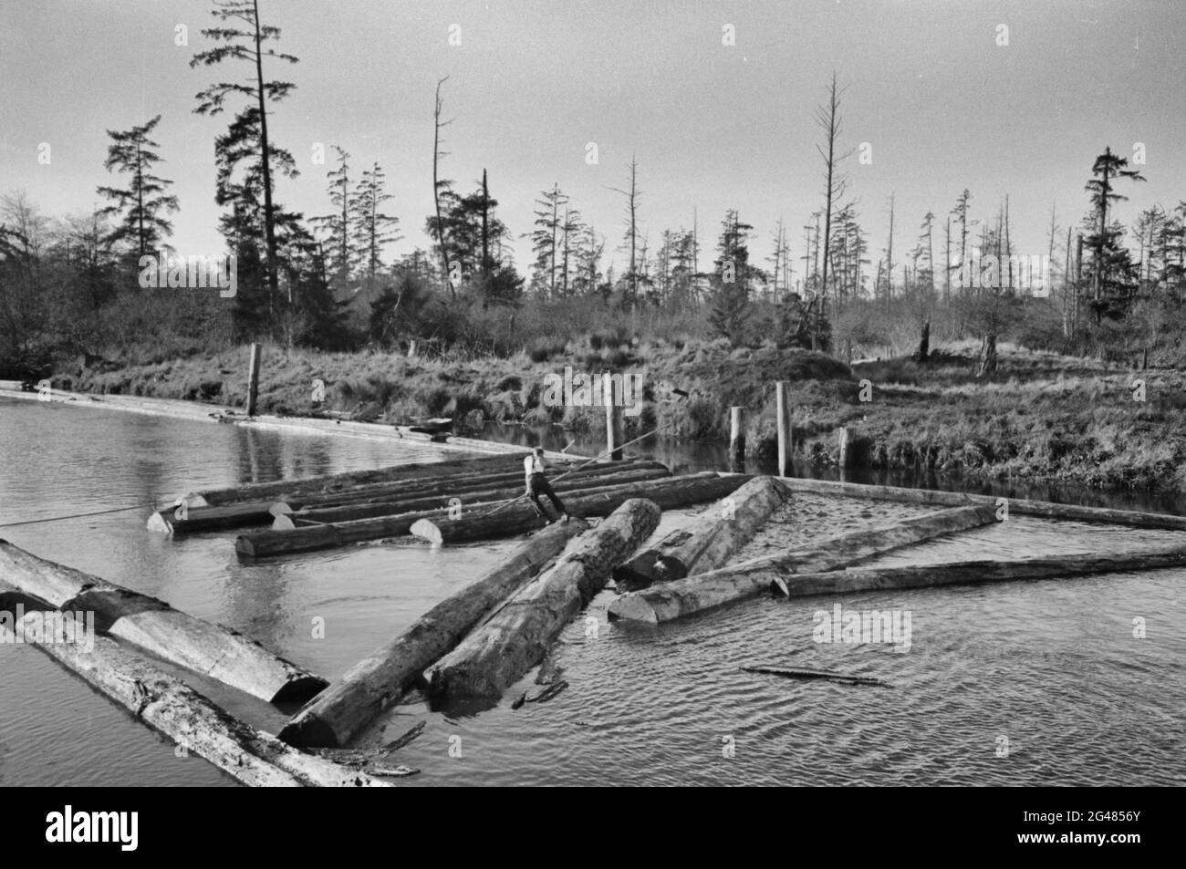 Lumberjack forming log raft in slough at Tillamook, Oregon, October 1941 Stock Photo