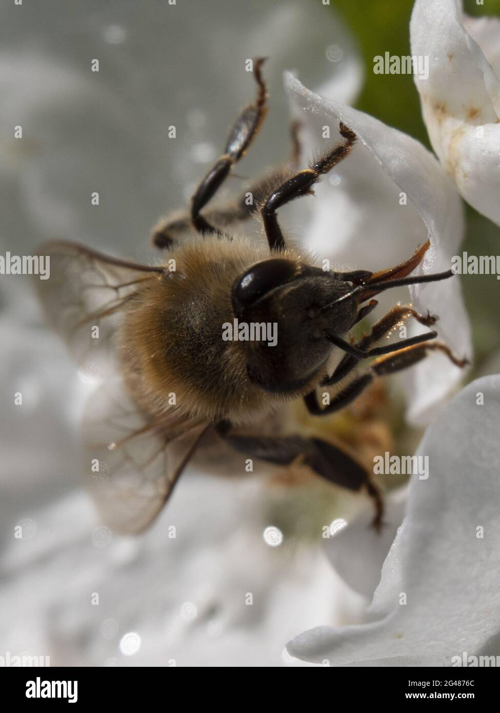 Bee on a flower of the white cherry blossoms. Makro close up Stock Photo