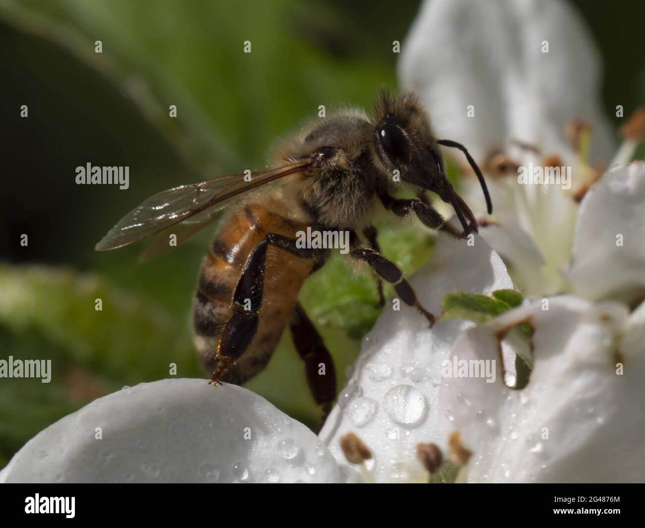 Bee on a flower of the white cherry blossoms. Close up Stock Photo