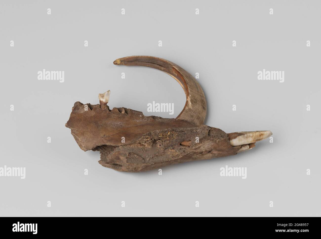Tusk of a wild boar, found in 1724 at work in the