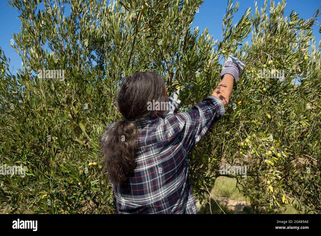 A man harvesting an olive tree hi-res stock photography and images - Alamy