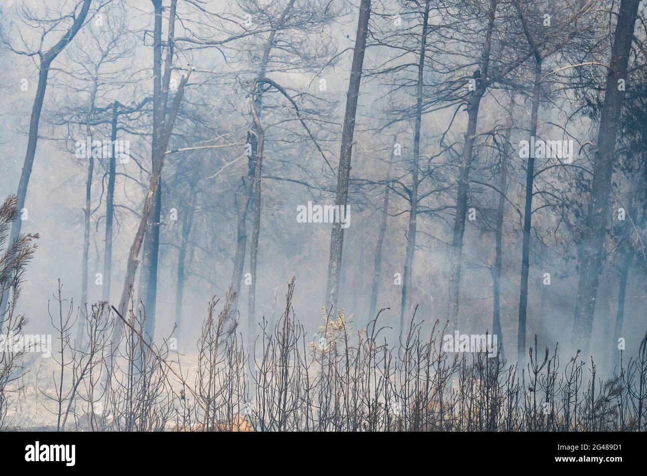 Burnt pine trees in a wildfire smoke in the Judea mountains, near Jerusalem, Israel. Stock Photo