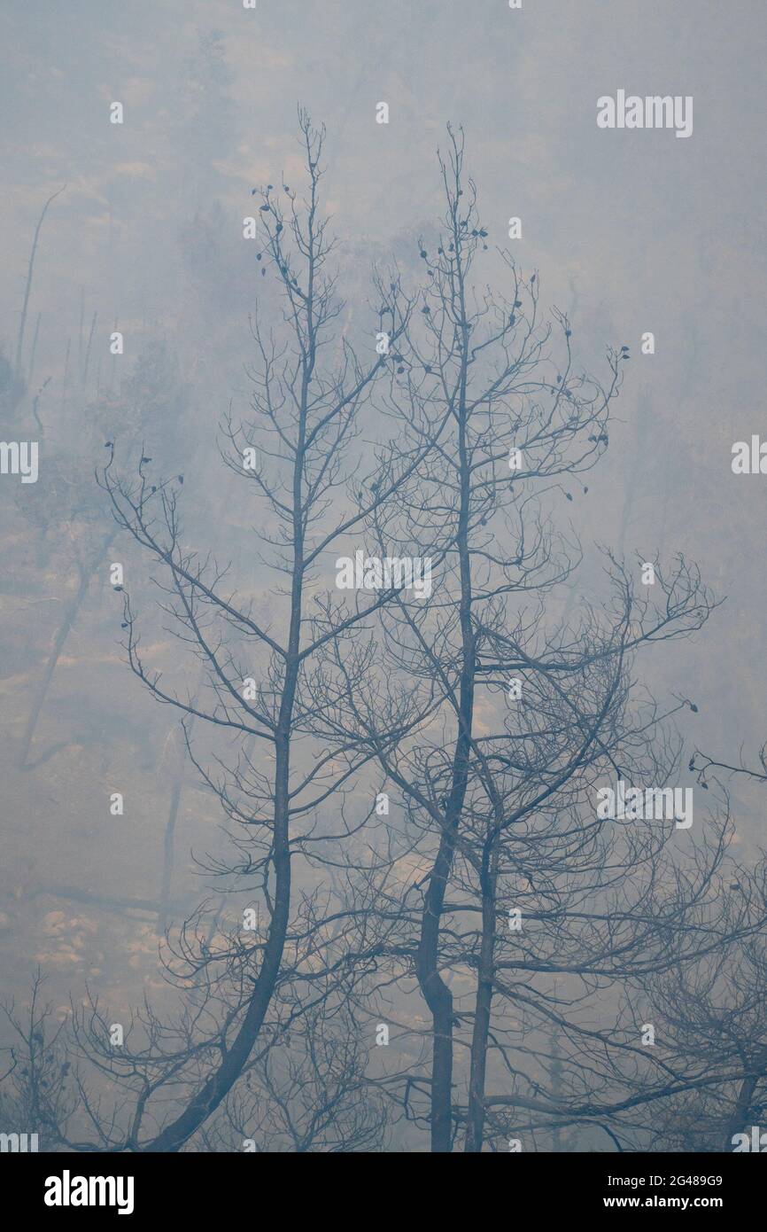 Two burnt pine trees in a wildfire smoke in the Judea mountains, near Jerusalem, Israel. Stock Photo